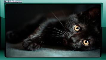 Black Cats Wallpaper Plakat