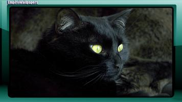 Black Cats Wallpaper اسکرین شاٹ 2