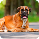 Boxer Dog Pack 2 Wallpaper APK