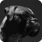 Boxer Dog Live Wallpaper icône