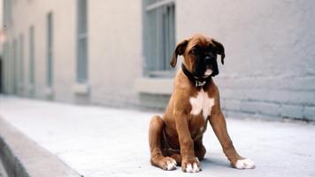 1 Schermata Boxer Dog Live Wallpaper