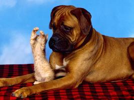 Boxer Dog Live Wallpaper اسکرین شاٹ 2