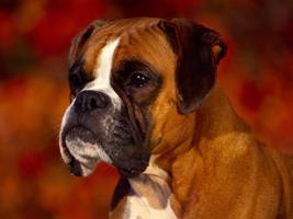 Boxer Dog Live Wallpaper Ekran Görüntüsü 3