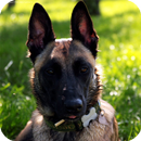 Belgian Shepherd Pack 2 APK