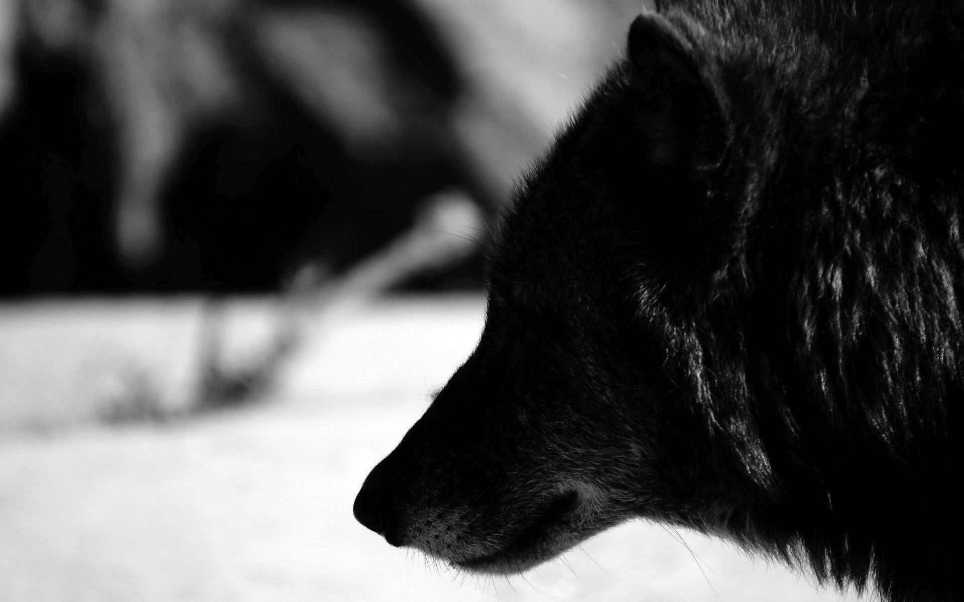  Black  Wolf Phone Wallpaper  Brengsek Wall