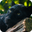 Black Panther Pack 2 Wallpaper APK