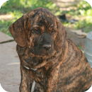 Brazilian Mastiff Wallpaper APK