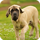 English Mastiff Live Wallpaper APK