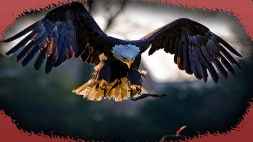 Eagle Wallpaper 截图 2