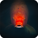 APK Koi Fish Pack 2 Live Wallpaper