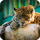 Jaguar Animal Wallpaper-icoon