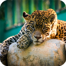 APK Jaguar Animal Wallpaper