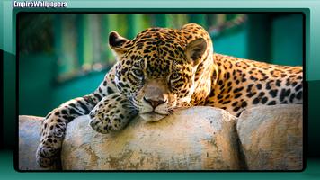 Jaguar Animal Wallpaper Cartaz