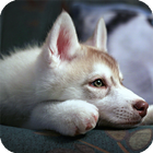 Malamute Dog Live Wallpaper icono