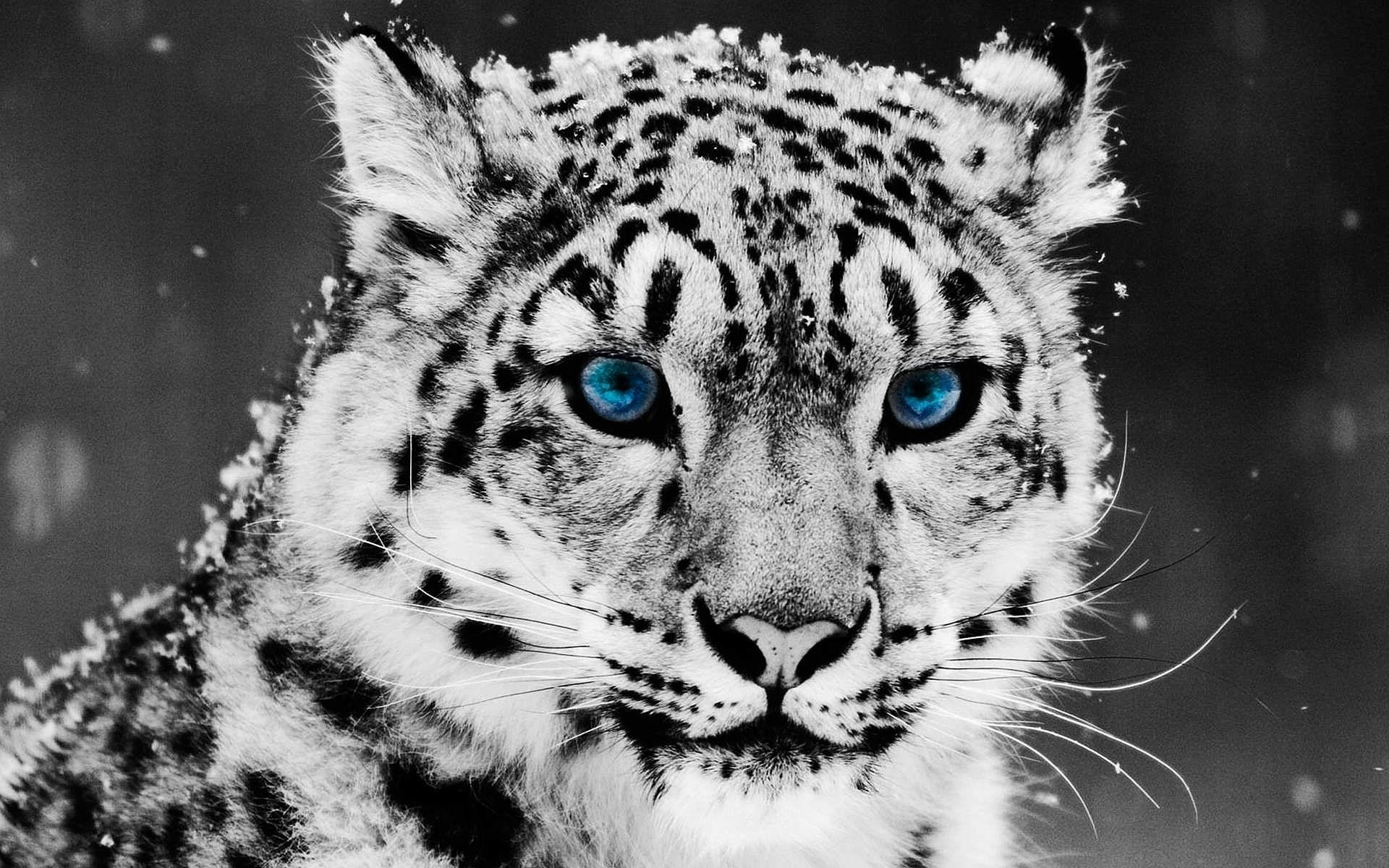 Snow Leopard Pack 2 Wallpaper APK برای دانلود اندروید