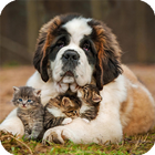 Saint Bernard Live Wallpaper ikona