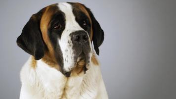 Saint Bernard Live Wallpaper ảnh chụp màn hình 1