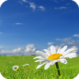 Sky Grass Live Wallpaper icon