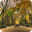 Central Park NY Live Wallpaper