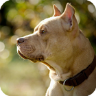 Pitbull Dog Pack 2 Wallpaper آئیکن