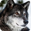 Wolf Pack 2 Live Wallpaper APK