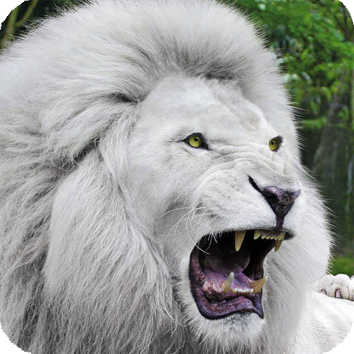 White Lion Wallpaper APK  for Android – Download White Lion Wallpaper  APK Latest Version from 