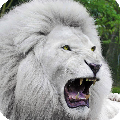 White Lion Wallpaper APK for Android – Download White Lion Wallpaper APK Latest Version from White Lion Wallpaper APK for Android – Download White Lion Wallpaper APK Latest Version from