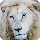 White Lion Pack 2 Wallpaper APK