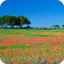 Texas Live Wallpaper APK
