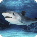 APK Tiger Shark Live Wallpaper