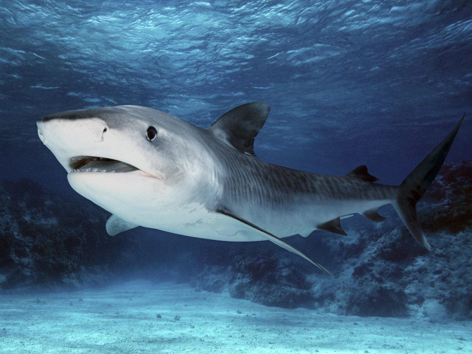 Tiger Shark Live Wallpaper APK for Android Download