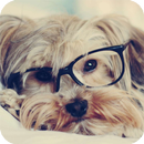 Yorkshire Dog Live Wallpaper APK