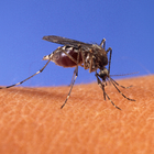 Zika virus and Microcephaly icon
