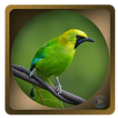 Chirping Cucak Rante (new) APK