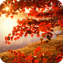 Autumn HD Live Wallpaper APK