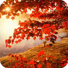 Autumn HD Live Wallpaper ikona