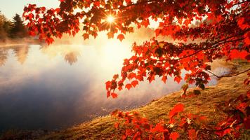 Autumn HD Live Wallpaper 포스터