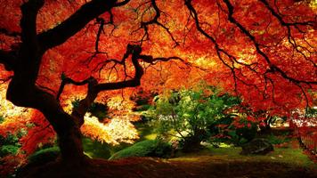Autumn HD Live Wallpaper 스크린샷 1