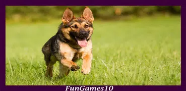 German Shepherd Wallpaper