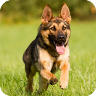 German Shepherd Wallpaper simgesi