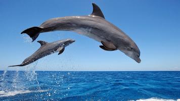 2 Schermata Dolphin HD Live Wallpaper