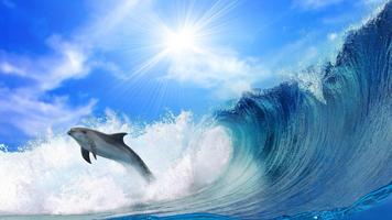 Dolphin HD Live Wallpaper syot layar 3