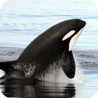 Orca Wallpaper آئیکن