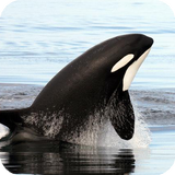 Orca Wallpaper simgesi