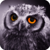 Owl Pack 2 Wallpaper Animals aplikacja