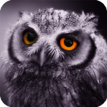 Owl Pack 2 Wallpaper Animals