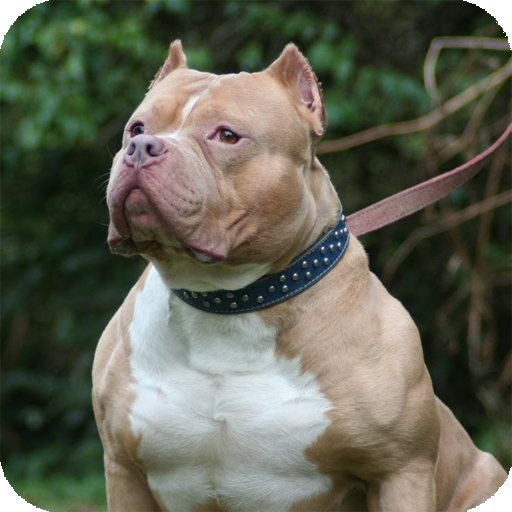 Pitbull Dog Wallpaper
