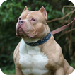 ”Pitbull Dog Wallpaper