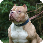 Pitbull Dog Wallpaper icône