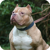 Pitbull Dog Wallpaper آئیکن